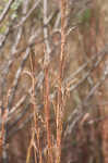 Little bluestem